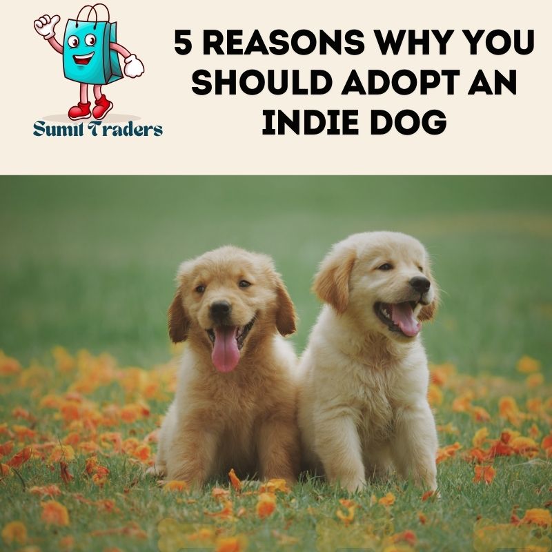 6 Reasons Why You Should Adopt an Indie Dog.